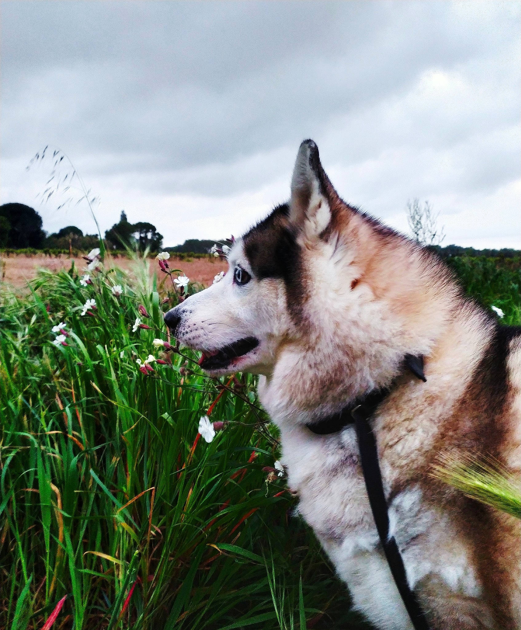 Hanoï participe au concours pour gagner de l'argent avec cette photo : alaskan_malamute, canadian_eskimo_dog, canidae, carnivore, czechoslovakian_wolfdog, dog, dog_breed, east_siberian_laika, grass, greenland_dog, mammal, native_american_indian_dog, northern_inuit_dog, saarloos_wolfdog, siberian_husky, sled_dog, snout, vertebrate, west_siberian_laika, wolfdog