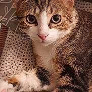Mitsuki participe au concours pour gagner de l'argent avec cette photo : cat, kitten, tabby, white_fur, pet, animal, face, eyes, whiskers, pink_nose, ears, paws, striped_fur, lying_down, cushion, bed, indoor, portrait, close_up, cute