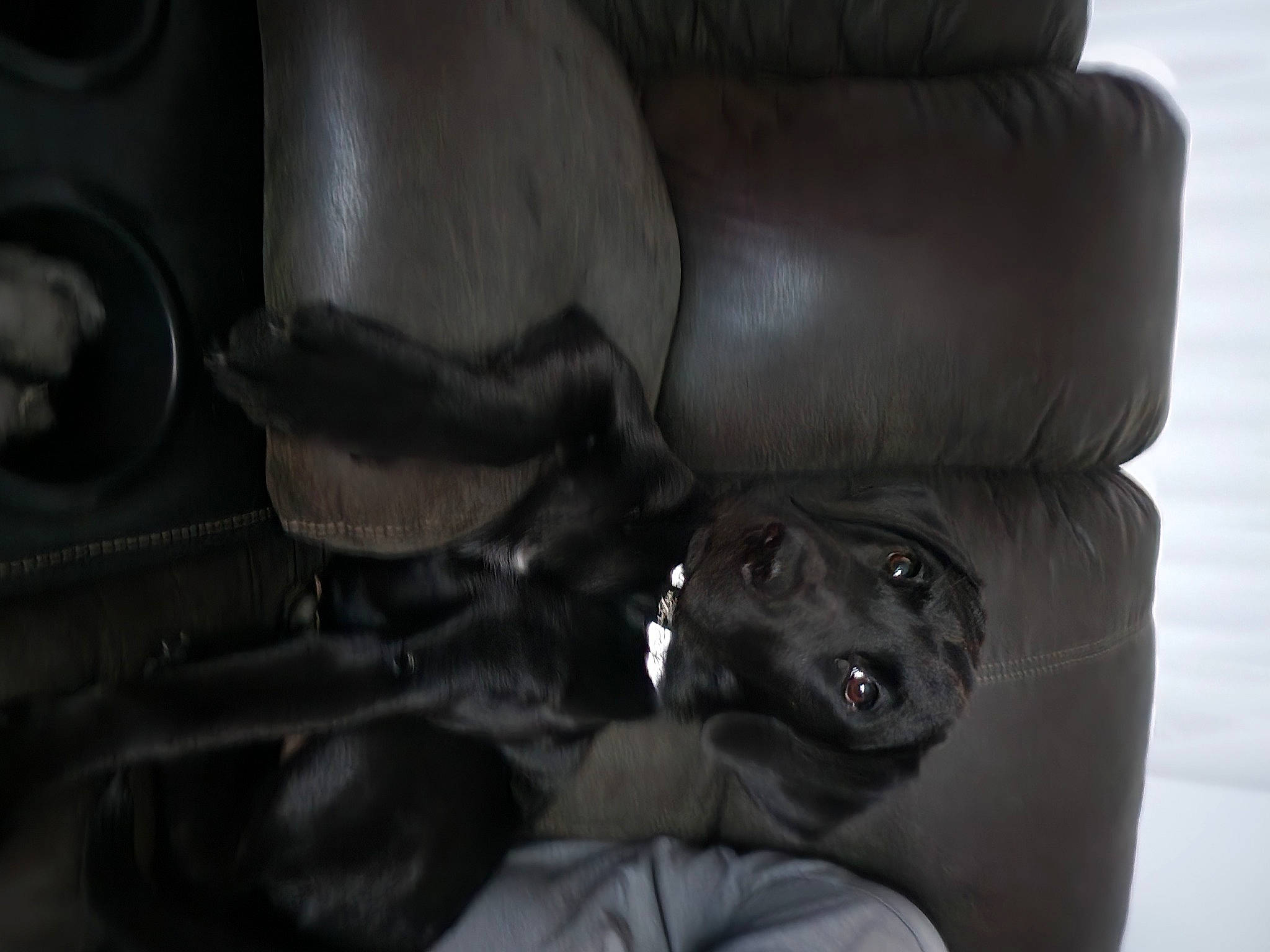 Princess Zelda is registered to the contest to win money with this photo: armrest, auto_part, car_seat, chair, club_chair, comfort, companion_dog, darkness, dog, fur, human_leg, leather, monochrome, monochrome_photography, personal_protective_equipment, sitting, working_animal