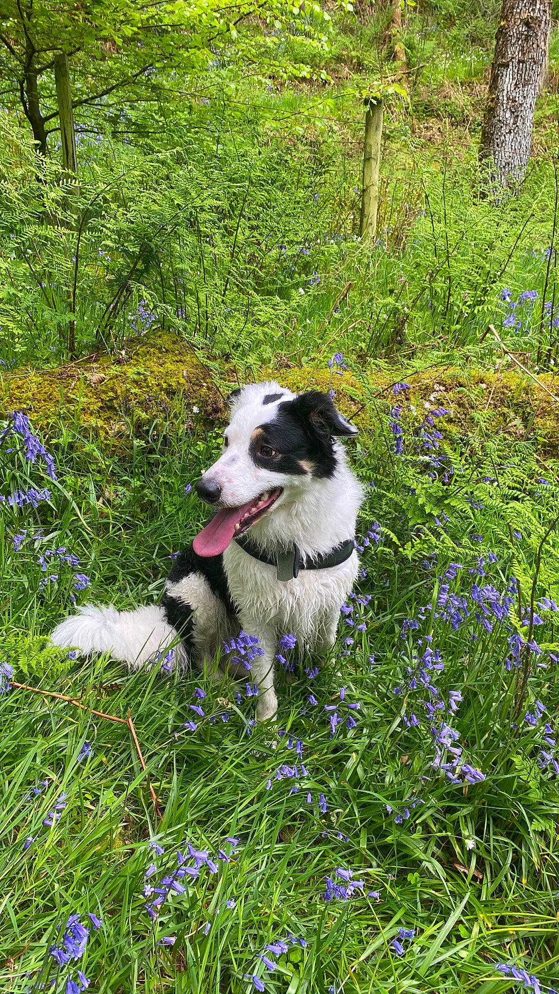 Mylo is registered to the contest to win money with this photo: annual_plant, art, carnivore, companion_dog, dog, dog_breed, flower, forest, grass, groundcover, herb, herbaceous_plant, herding_dog, natural_landscape, plant, shrub, sporting_group, tail, terrestrial_plant, tree