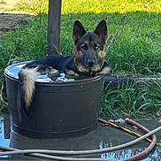 Cash Hope joined the competition — help win amazing prizes! dog, water, barrel, grass, outdoor, animal, pet, relaxing, blue_eye, container, hose, nature, canine, summer, cooling_off, greenery, reflection, fur, ear, tail