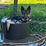 dog, water, barrel, grass, outdoor, animal, pet, relaxing, blue_eye, container, hose, nature, canine, summer, cooling_off, greenery, reflection, fur, ear, tail