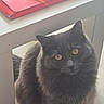 Arya a rejoint le concours — aidez-le/la à gagner de superbes lots ! animal, cat, closeup, cozy, curious, domestic_animal, feline, fluffy, fur, gray_cat, household, indoor, looking, notebook, pet, pink, resting, soft, table, yellow_eyes