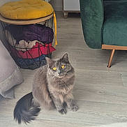 Arya a rejoint le concours — aidez-le/la à gagner de superbes lots ! cat, gray_cat, yellow_eyes, fluffy, indoor, wooden_floor, green_armchair, cushions, wire_basket, furniture, pet, domestic_cat, curious, sitting, floor, cozy, home_interior, soft_light, feline, animal
