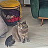 cat, gray_cat, yellow_eyes, fluffy, indoor, wooden_floor, green_armchair, cushions, wire_basket, furniture, pet, domestic_cat, curious, sitting, floor, cozy, home_interior, soft_light, feline, animal