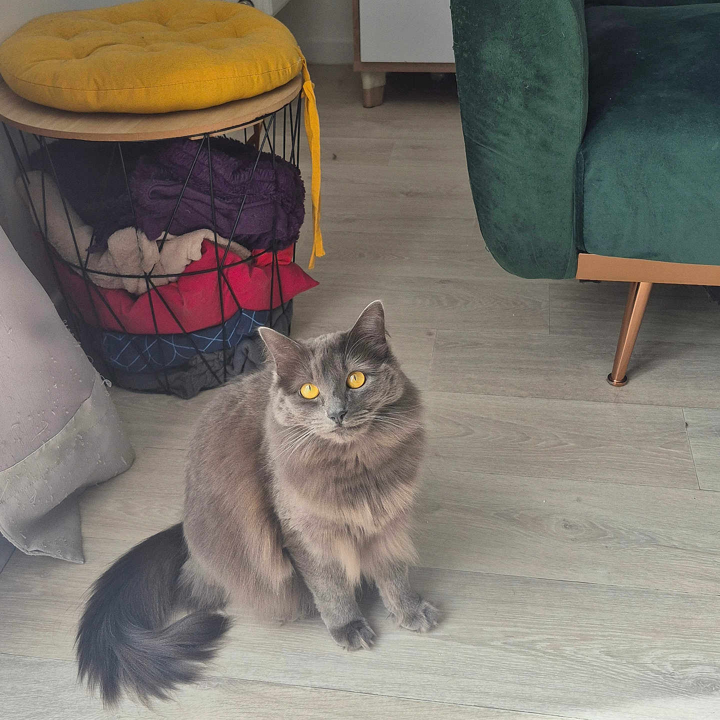 Arya a rejoint le concours — aidez-le/la à gagner de superbes lots ! cat, gray_cat, yellow_eyes, fluffy, indoor, wooden_floor, green_armchair, cushions, wire_basket, furniture, pet, domestic_cat, curious, sitting, floor, cozy, home_interior, soft_light, feline, animal