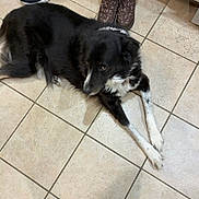 Sisi joined the competition — help win amazing prizes! dog, black_and_white, lying_down, floor, tile_floor, shoes, sneakers, boots, white_socks, indoor, pet, canine, looking_sideways, paws, fur, domestic_animal, companion, household, resting, animal