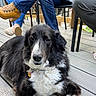 Sisi is registered to the contest to win money with this photo: dog, black_and_white, fluffy, deck, wooden_floor, outdoor, people, legs, shoes, boots, casual, relaxed, sitting, collar, pet, canine, daylight, companionship, resting, fur