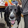 dog, black_and_white, smiling, pet, outdoor, wooden_deck, person, man, glass, drink, table, jug, greenery, happy, face, tongue, canine, collar, relaxed, daylight