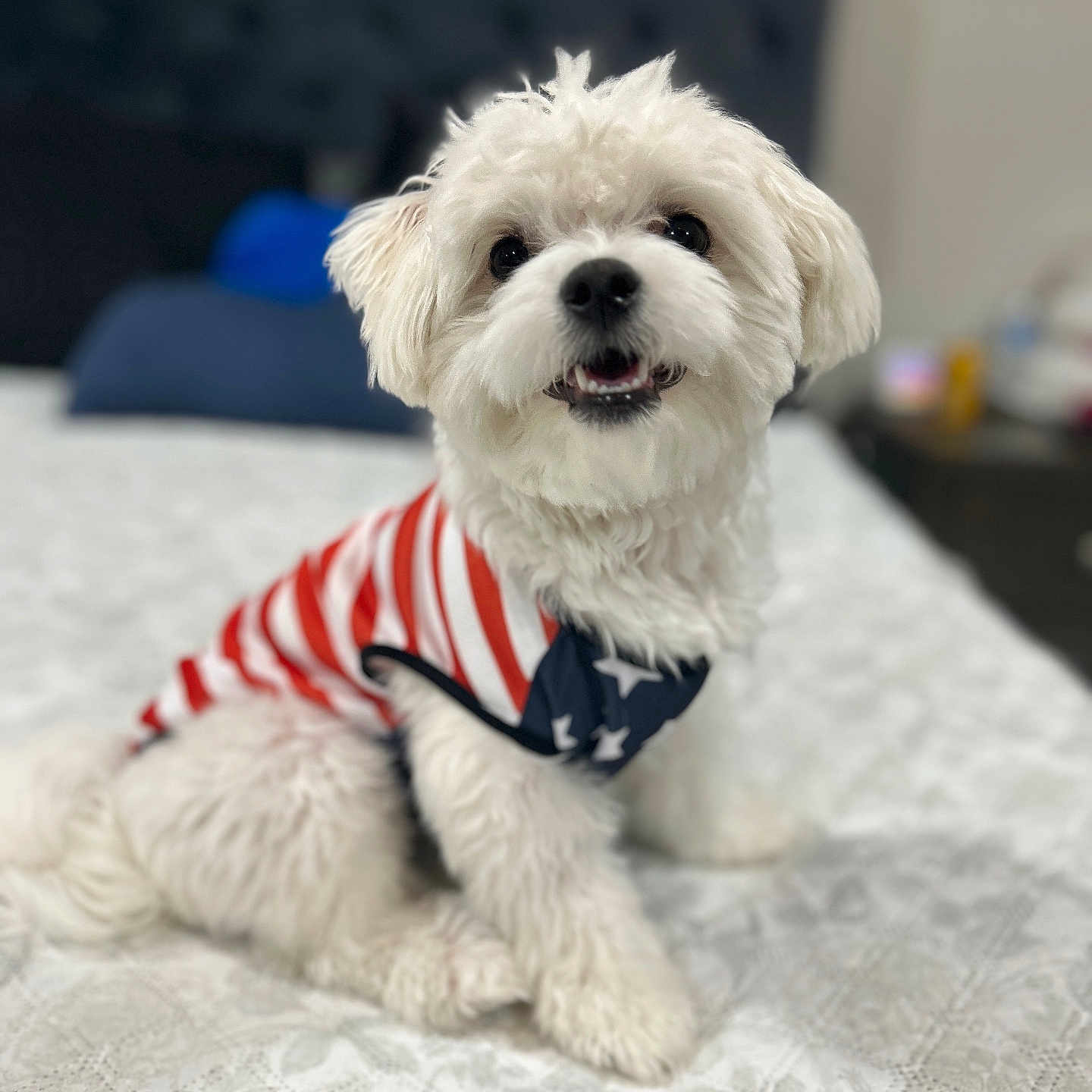 Romeo joined the competition — help win amazing prizes! accessories, animal, bison, canine, clothing, cockerspaniel, couch, dog, eskimodog, formalwear, furniture, leash, pet, poodle, puppy, scarf, strap, terrier, tie, whitedog