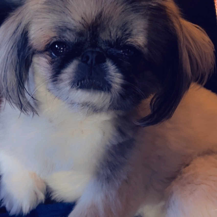 Remi Bella