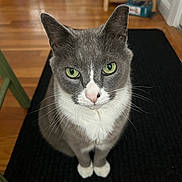 Sheldon Cooper joined the competition — help win amazing prizes! cat, grey_cat, white_fur, green_eyes, sitting, indoor, wooden_floor, rug, pet, animal, whiskers, ears, curious, feline, household, domestic_cat, flooring, looking_up, close_up, fur