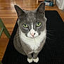 animal, cat, close_up, curious, domestic_cat, ears, feline, flooring, fur, green_eyes, grey_cat, household, indoor, looking_up, pet, rug, sitting, whiskers, white_fur, wooden_floor