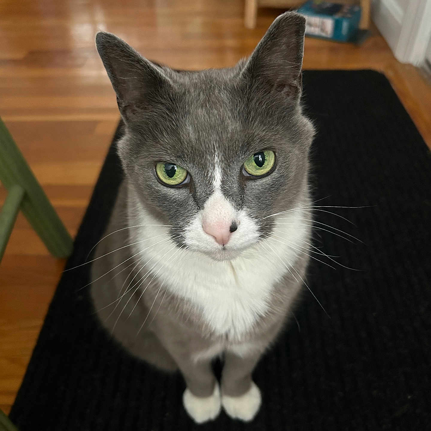 Sheldon Cooper joined the competition — help win amazing prizes! animal, cat, close_up, curious, domestic_cat, ears, feline, flooring, fur, green_eyes, grey_cat, household, indoor, looking_up, pet, rug, sitting, whiskers, white_fur, wooden_floor
