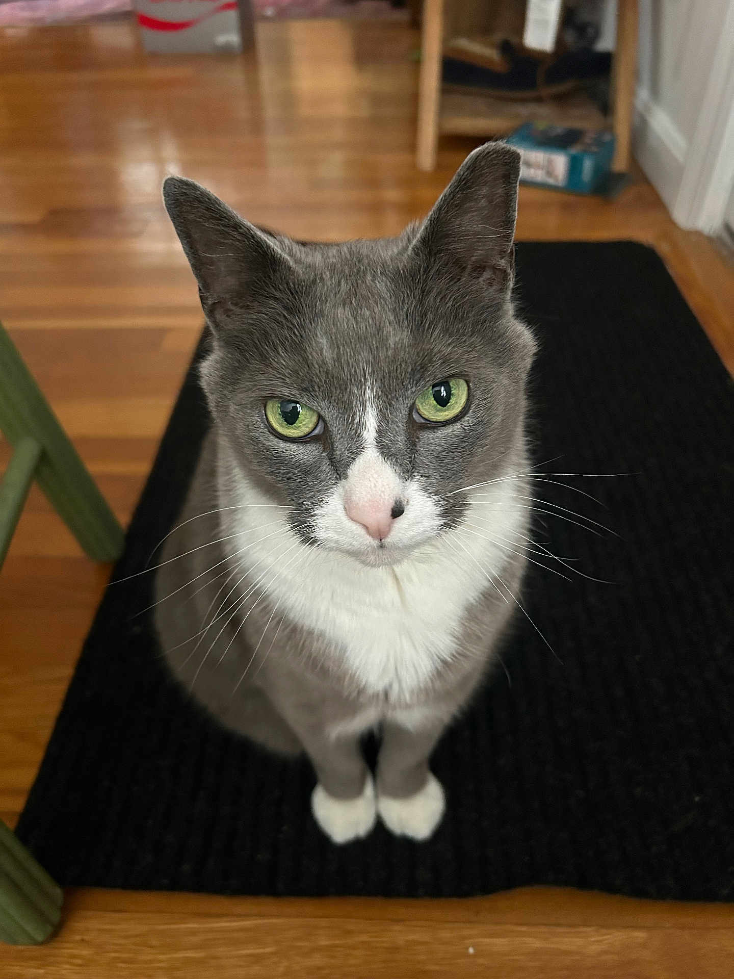 Sheldon Cooper joined the competition — help win amazing prizes! cat, grey_cat, white_fur, green_eyes, sitting, indoor, wooden_floor, rug, pet, animal, whiskers, ears, curious, feline, household, domestic_cat, flooring, looking_up, close_up, fur