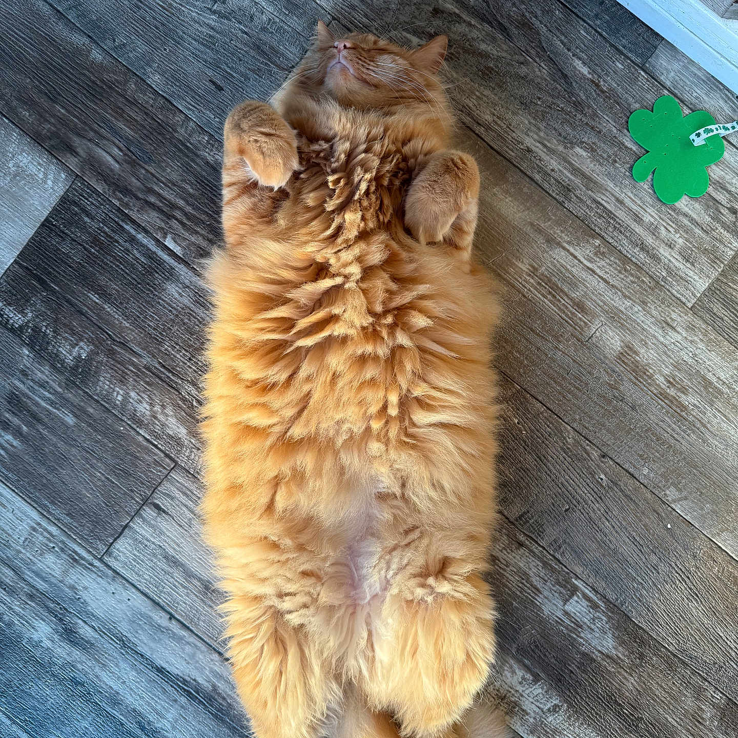 Simba joined the competition — help win amazing prizes! animal, cat, closed_eyes, cozy, cute, domestic_cat, feline, fluffy, fur, indoor, lying_down, orange_cat, paws, pet, relaxed, resting, sleeping, tail, whiskers, wooden_floor