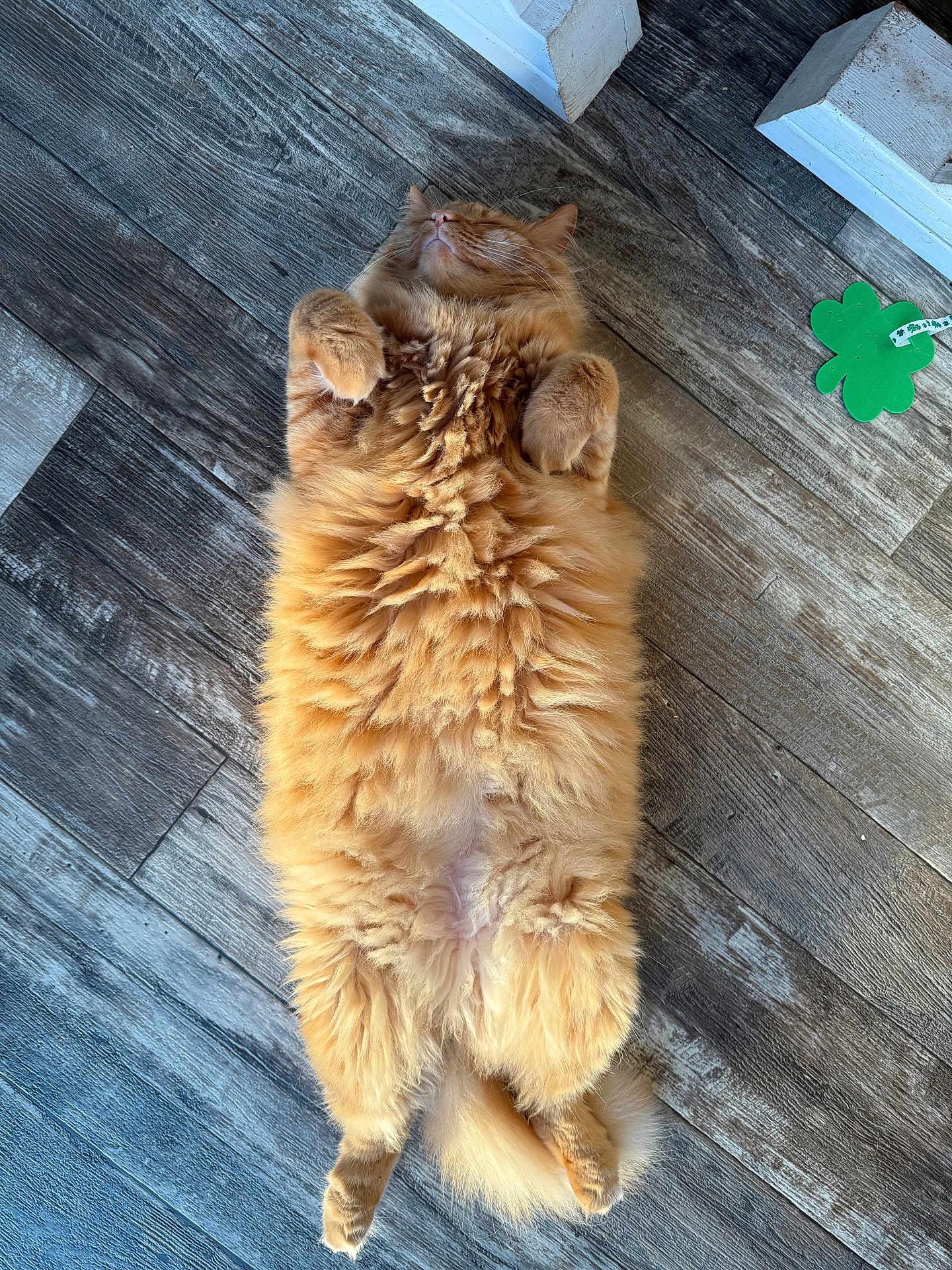 Simba joined the competition — help win amazing prizes! cat, orange_cat, fluffy, sleeping, relaxed, lying_down, wooden_floor, indoor, pet, feline, cute, fur, paws, tail, resting, cozy, animal, domestic_cat, whiskers, closed_eyes