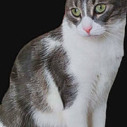 Uro participe au concours pour gagner de l'argent avec cette photo : animal, black_background, cat, cute, feline, front_view, gray_cat, gray_fur, green_eyes, indoor, pet, pink_nose, portrait, short_hair, sitting, tabby, upright_ears, whiskers, white_cat, white_fur