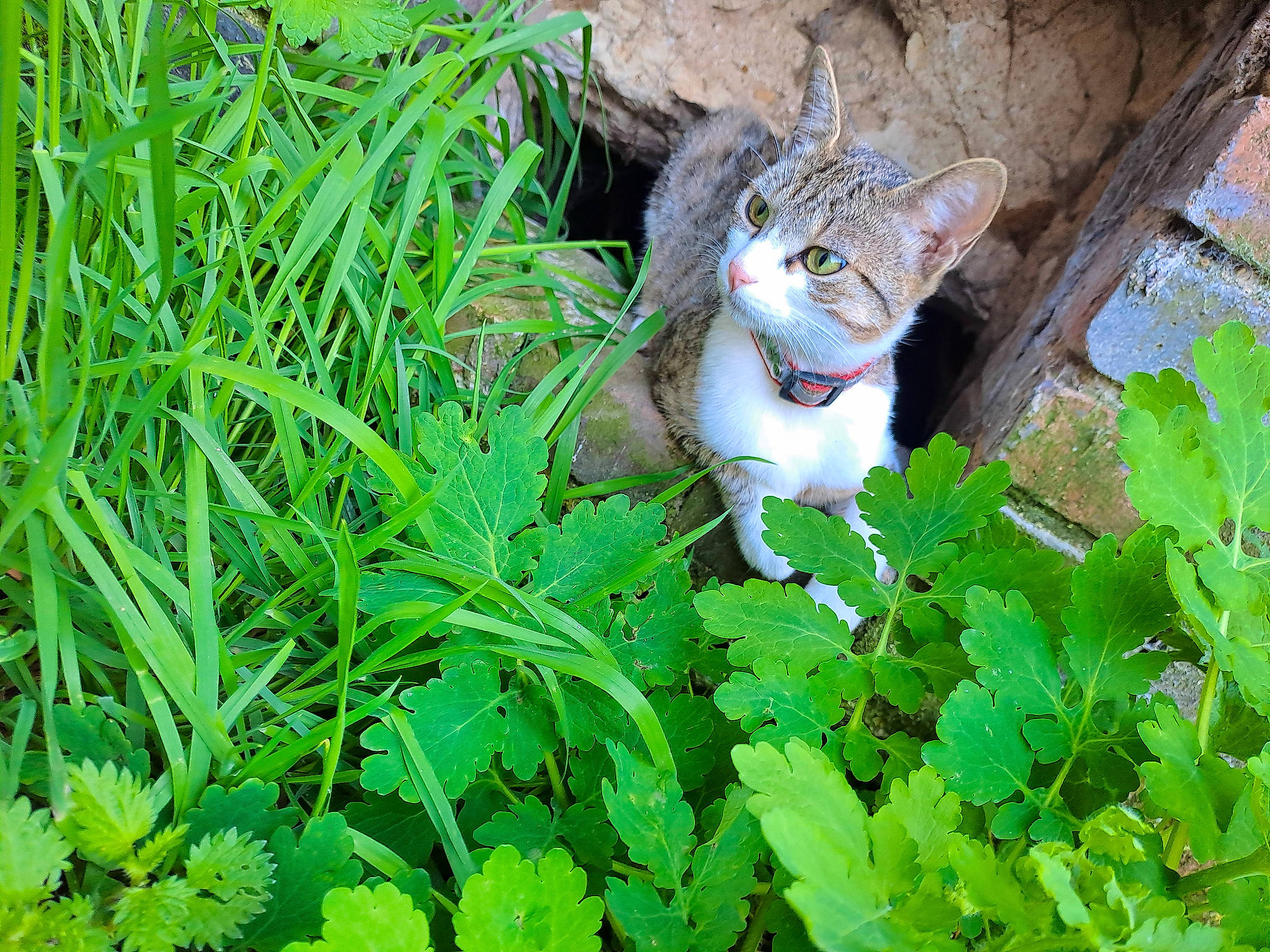 Clochettes participe au concours pour gagner de l'argent avec cette photo : carnivore, cat, domestic_short_haired_cat, electric_blue, felidae, flowering_plant, fur, grass, groundcover, herb, herbaceous_plant, leaf_vegetable, plant, shrub, small_to_medium_sized_cats, tail, terrestrial_animal, whiskers, wildlife, wood