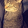 Stanley is registered to the contest to win money with this photo: cat, tabby_cat, pet, lap, hand, denim, jeans, relaxation, feline, striped, fur, closeup, comfort, indoor, resting, cozy, animal, mammal, whiskers, sleeping