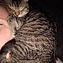 Stanley is registered to the contest to win money with this photo: cat, tabby, sleeping, person, face, cheek, curled_up, striped, fur, pet, indoor, closeup, cozy, resting, animal, companion, cute, nap, home, comfort
