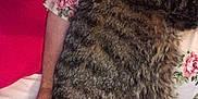 Stanley joined the competition — help win amazing prizes! cat, tabby_cat, person, hand, floral_shirt, watch, bed, pillow, red_pillow, snuggling, relaxed, indoor, close_up, sleeping_cat, pet, cozy, resting, fur, nail_polish, human_arm