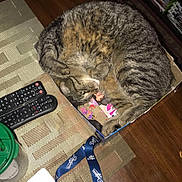 Stanley is registered to the contest to win money with this photo: cat, tabby, cardboard_box, table, remote_control, lanyard, key, cup, wood_floor, rug, indoor, pet, sleeping, cozy, domestic_animal, household, feline, curled_up, resting, close_up