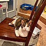 Maggie Mae is registered to the contest to win money with this photo: cat, calico_cat, chair, wooden_chair, litter_box, stairs, basket, table, door, concrete_floor, indoor, pet, whiskers, paws, relaxed, staring, furniture, home_interior, brown_wood, cozy