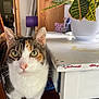 Maggie Mae is registered to the contest to win money with this photo: cat, calico_cat, green_eyes, whiskers, potted_plant, plant, table, chipped_paint, white_table, indoor, home_interior, portrait, close_up, fur, ear, paw, curious, domestic_animal, wooden_furniture, household_item