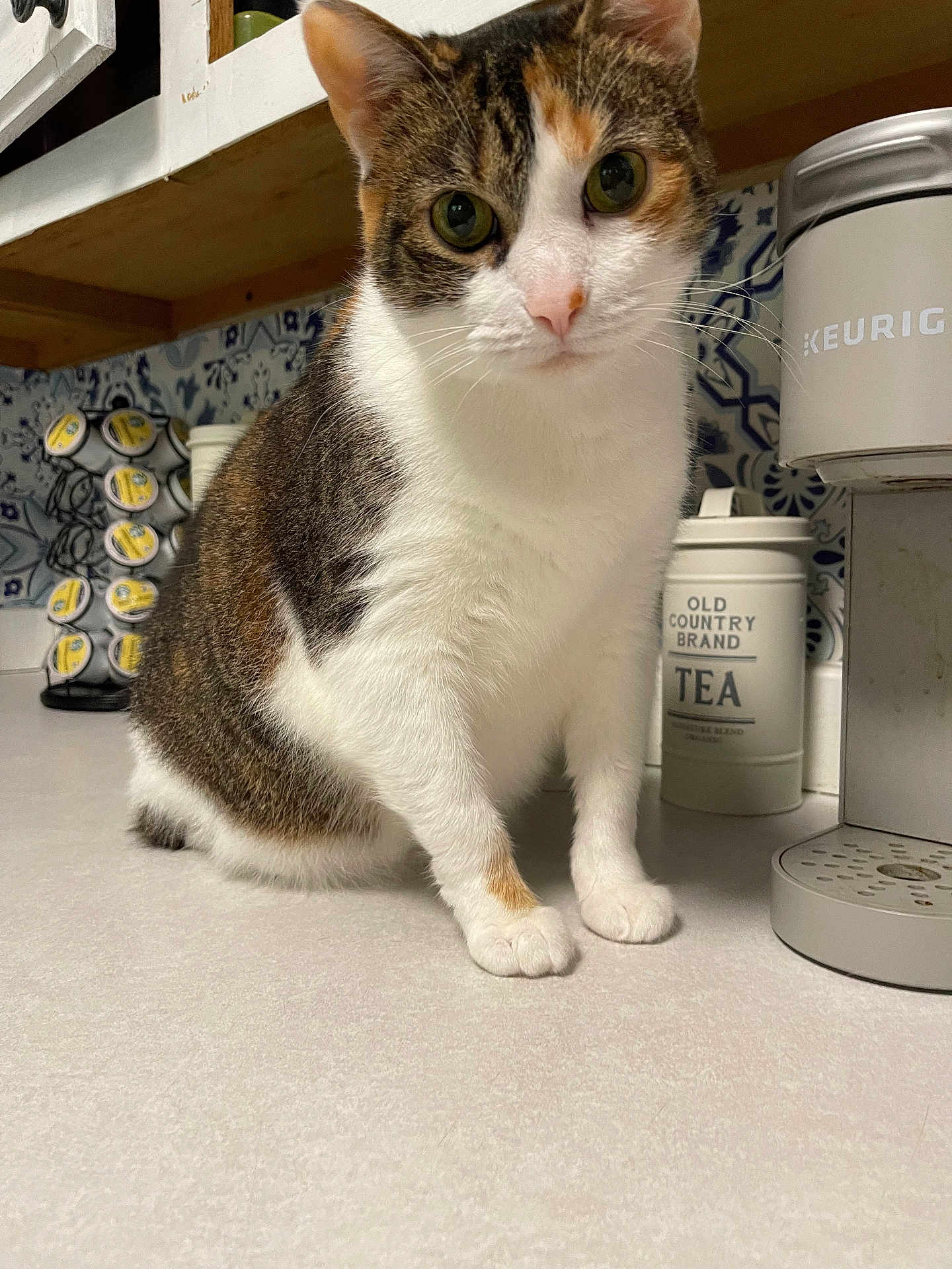 Maggie Mae joined the competition — help win amazing prizes! cat, calico_cat, green_eyes, whiskers, paw, countertop, kitchen, keurig, tea_canister, kcup_holder, backsplash, shelf, indoor, pet, close_up, portrait, curious, domestic_animal, white_fur, brown_tabby