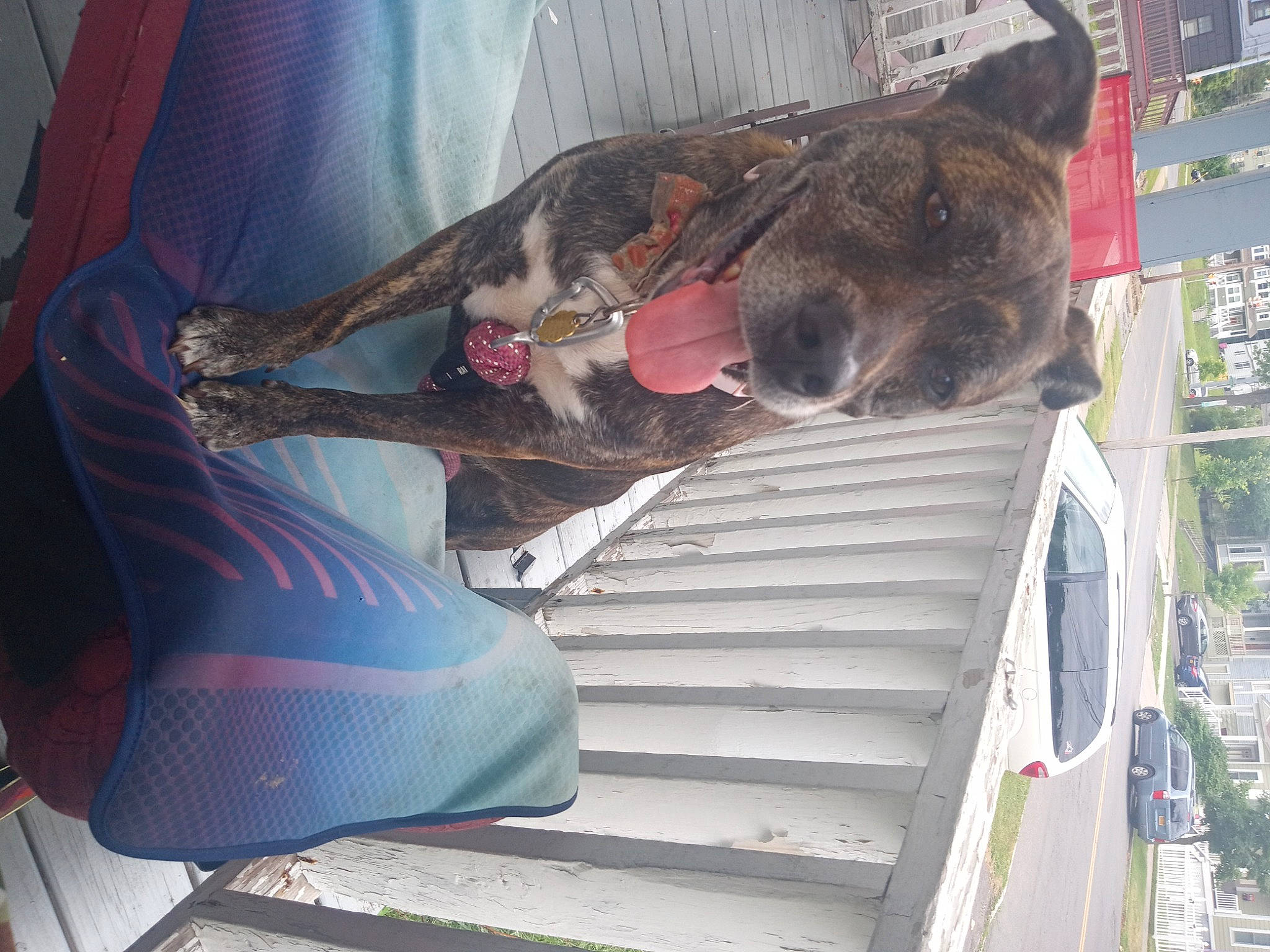 Jade joined the competition — help win amazing prizes! automotive_tire, car, carnivore, dog, dog_breed, human_leg, motor_vehicle, outdoor_shoe, plant, recreation, snout, stairs, tire, tree, vehicle, vehicle_door, vertebrate, wheel, window, working_animal