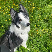 Hatchi participe au concours pour gagner de l'argent avec cette photo : dog, border_collie, heterochromia, black_and_white, grass, yellow_flowers, meadow, sunlight, outdoor, nature, pet, leash, sitting, curious, head_tilt, fur, animal, spring, bright, field