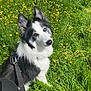 dog, border_collie, heterochromia, black_and_white, grass, yellow_flowers, meadow, sunlight, outdoor, nature, pet, leash, sitting, curious, head_tilt, fur, animal, spring, bright, field