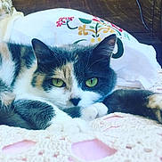 Freyja a rejoint le concours — aidez-le/la à gagner de superbes lots ! cat, calico, green_eyes, lying_down, blanket, crochet, pillow, indoor, close_up, pet, feline, resting, cute, whiskers, fur, animal, relaxed, cozy, home, sleepy