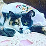 cat, calico, green_eyes, lying_down, blanket, crochet, pillow, indoor, close_up, pet, feline, resting, cute, whiskers, fur, animal, relaxed, cozy, home, sleepy