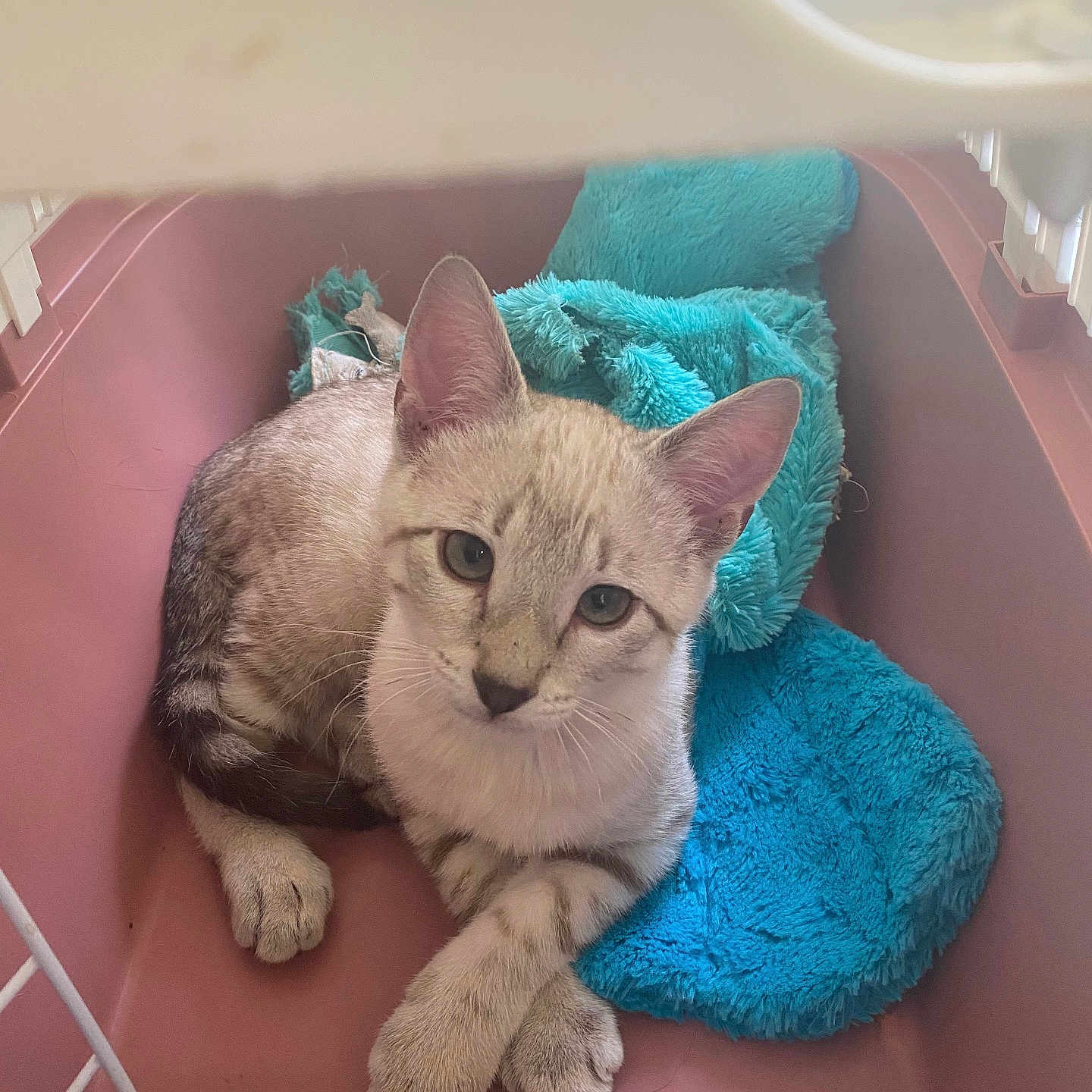 Snow a rejoint le concours — aidez-le/la à gagner de superbes lots ! animal, blanket, blue_blanket, cat, cozy, crossed_paws, cute, domestic_animal, ears, feline, fur, indoor, looking_up, paws, pet_carrier, pink_carrier, resting, sitting, whiskers, young_cat