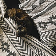 Ombre a rejoint le concours — aidez-le/la à gagner de superbes lots ! cat, tortoiseshell, bed, bedding, pillow, blanket, pattern, geometric_pattern, black_and_white, indoor, pet, feline, resting, curled_up, cozy, sleepy, whiskers, fur, eyes, cute