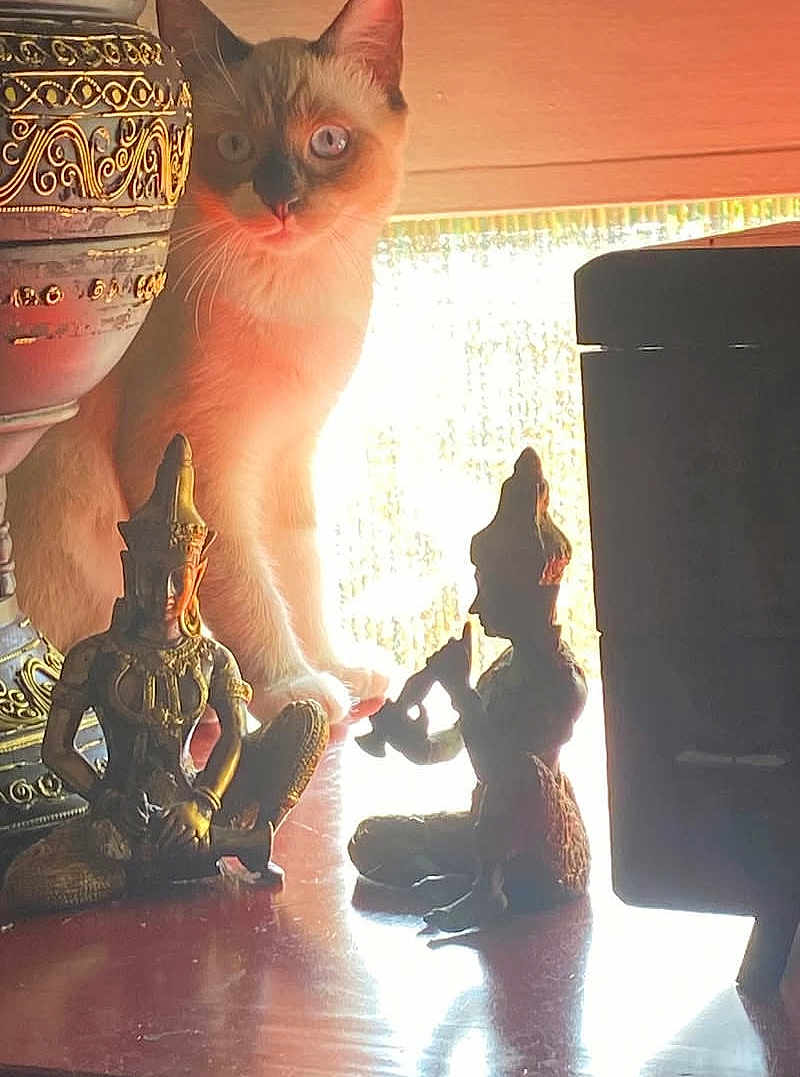 Tara