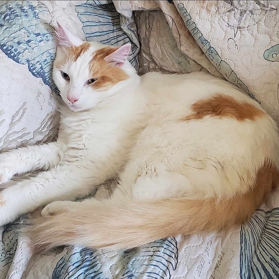 Samael joined the competition — help win amazing prizes! animal, cat, cozy, cute, cute_pet, domestic, feline, fluffy, indoor, lying_down, orange_spots, patterned_bedding, paw, pet, quilt, relaxed, resting, sleepy, tail, white_cat
