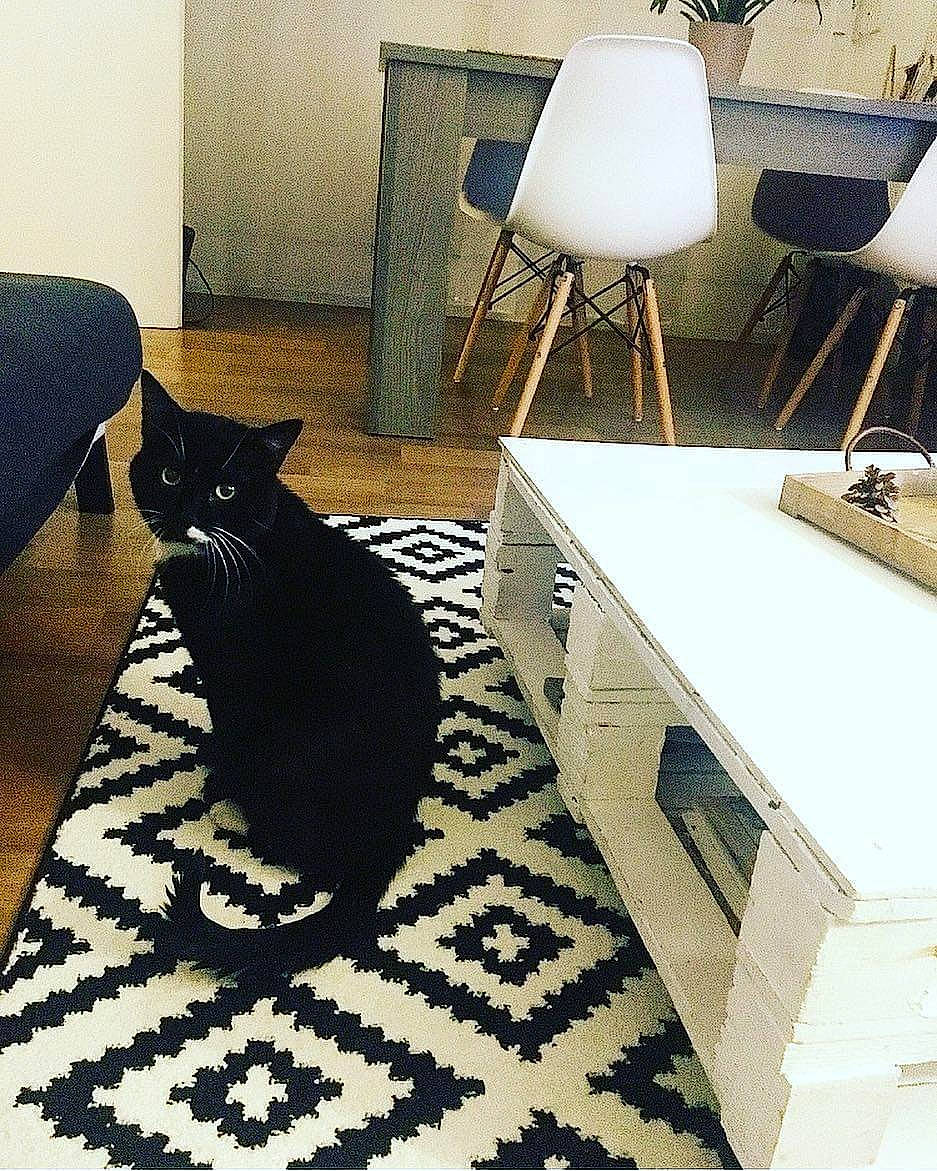 Moon participe au concours pour gagner de l'argent avec cette photo : black, black_and_white, black_cat, carnivore, cat, chair, felidae, floor, flooring, furniture, interior_design, living_room, mat, room, small_to_medium_sized_cats, table, tile, whiskers
