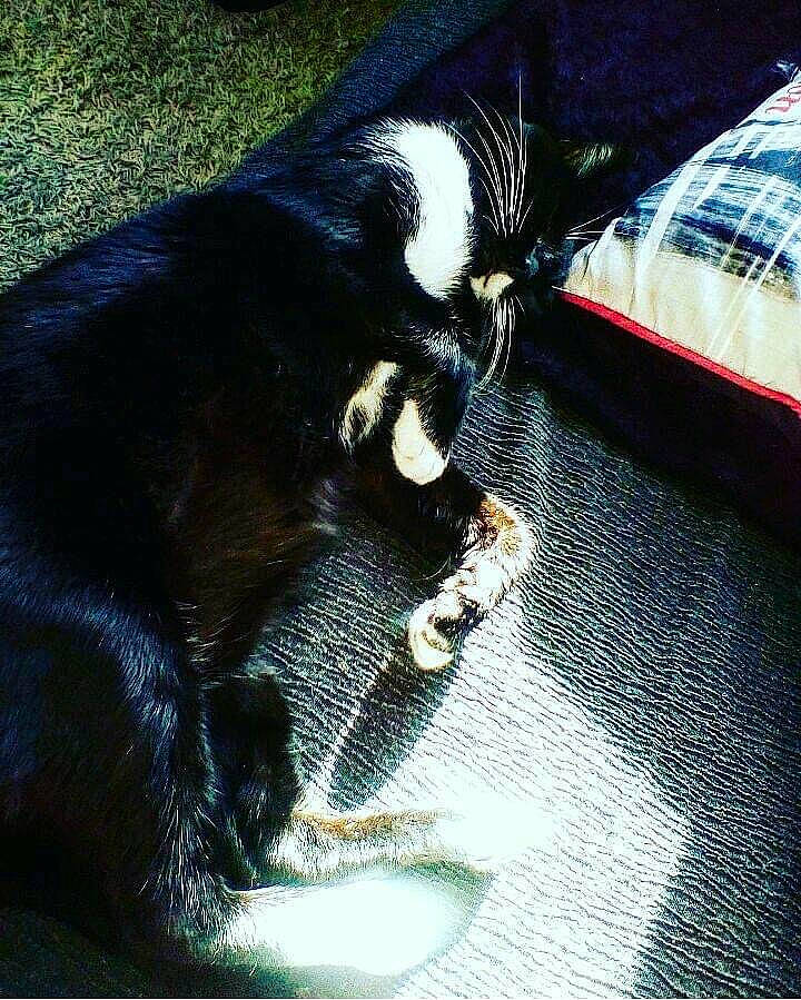 Moon participe au concours pour gagner de l'argent avec cette photo : black, black_cat, carnivore, cat, claw, ear, felidae, fur, kitten, small_to_medium_sized_cats, snout, tail, whiskers