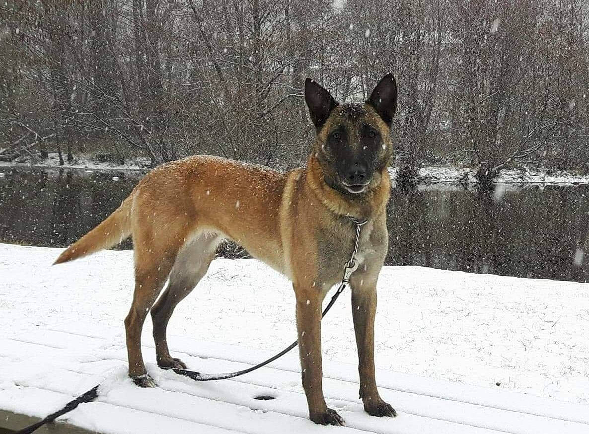 Jay a rejoint le concours — aidez-le/la à gagner de superbes lots ! ancient_dog_breeds, biting, canidae, carnivore, collar, dog, dog_breed, dog_supply, fawn, hunting_dog, liver, precipitation, snout, snow, sporting_group, tail, terrestrial_animal, winter, working_animal, working_dog