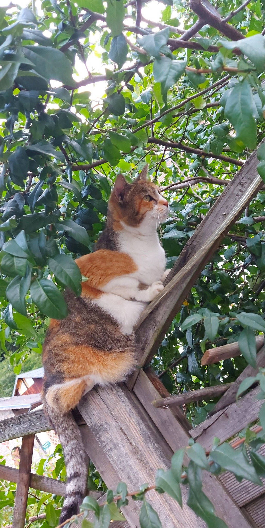 Rose a rejoint le concours — aidez-le/la à gagner de superbes lots ! art, branch, carnivore, cat, companion_dog, domestic_short_haired_cat, fawn, felidae, fur, grass, plant, small_to_medium_sized_cats, tail, terrestrial_animal, tree, trunk, twig, whiskers, wildlife, wood