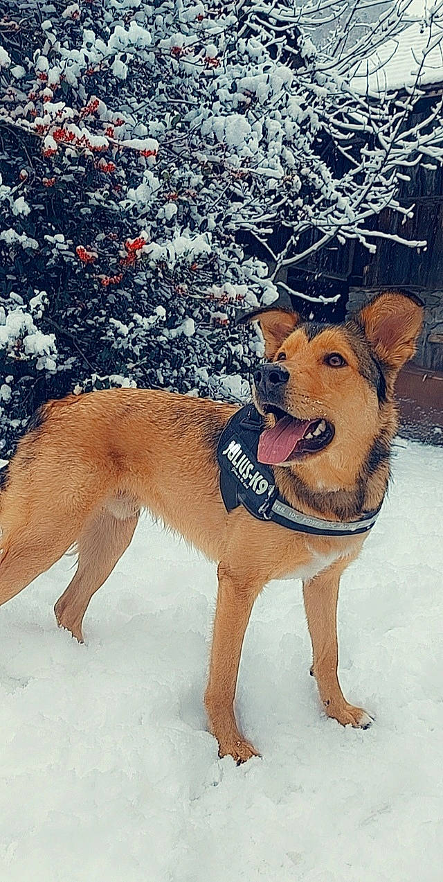 Gun participe au concours pour gagner de l'argent avec cette photo : ball, canidae, carnivore, companion_dog, dog, dog_breed, dog_supply, fawn, foot, freezing, fur, plant, snout, snow, sporting_group, tail, tree, winter, working_animal, working_dog