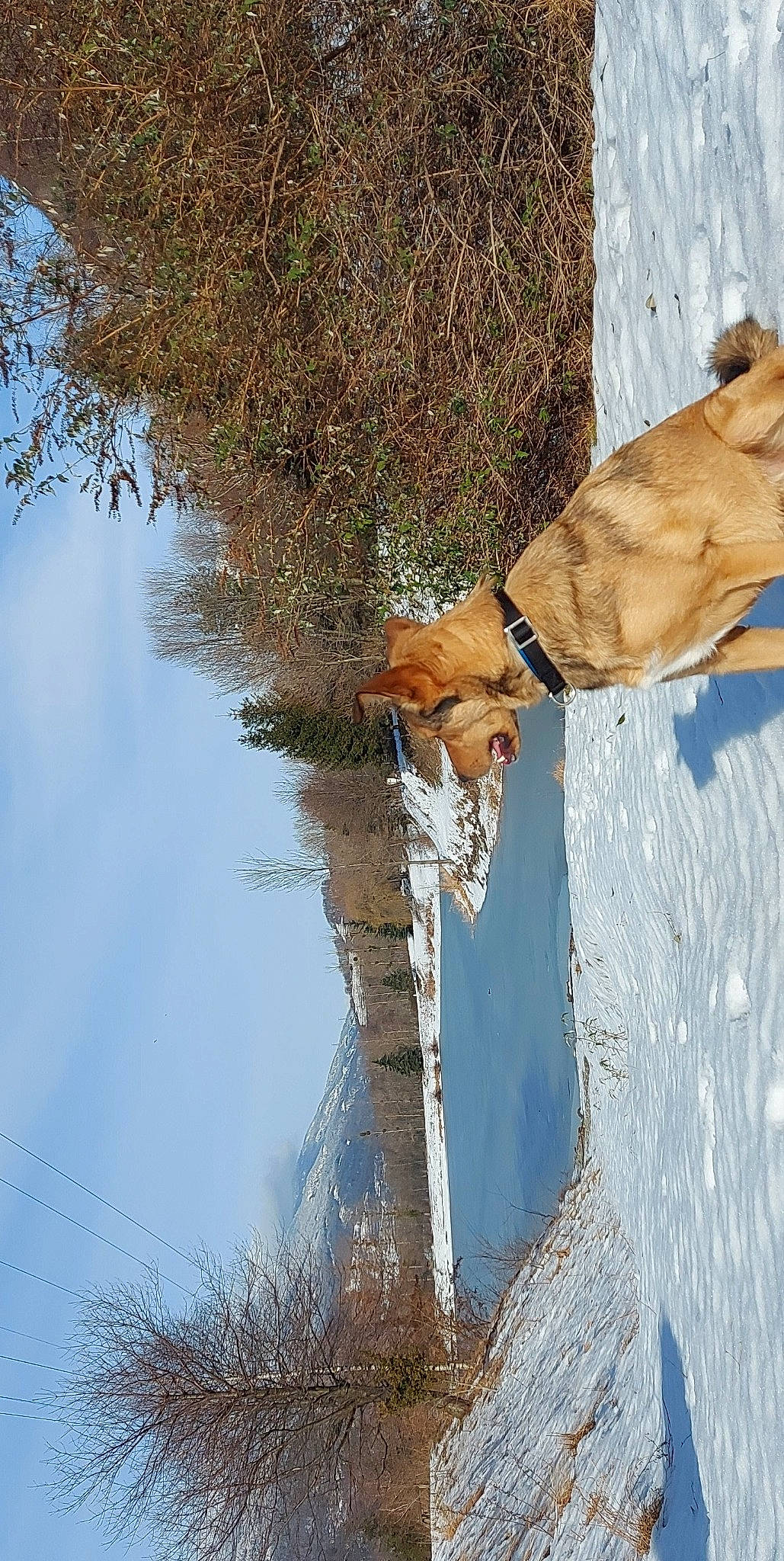 Gun a rejoint le concours — aidez-le/la à gagner de superbes lots ! canidae, carnivore, collar, dog, dog_breed, fawn, freezing, leash, plant, sky, slope, snow, sporting_group, tail, tree, trunk, twig, water, winter, wood