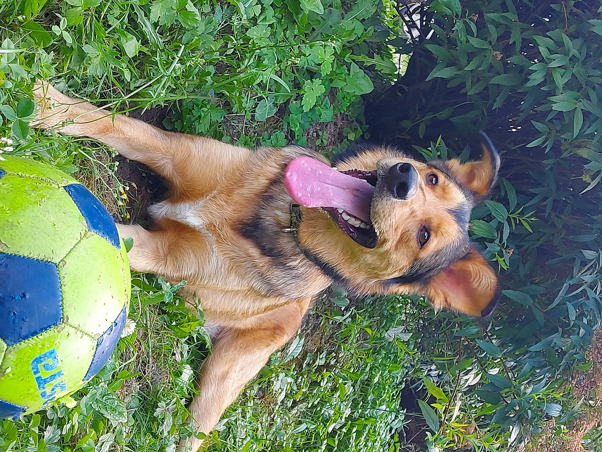 Gun a rejoint le concours — aidez-le/la à gagner de superbes lots ! ball, canidae, carnivore, companion_dog, dog, dog_breed, fawn, grass, hunting_dog, paw, plant, puppy, snout, sporting_group, tail, terrestrial_animal, wildlife, working_dog