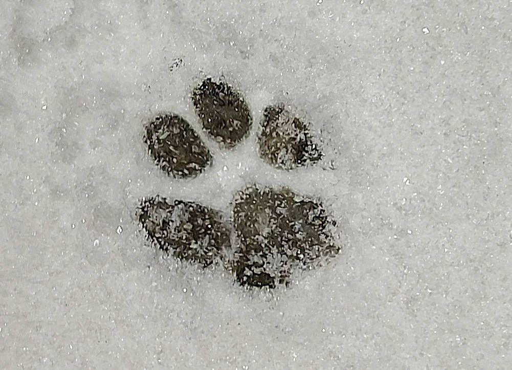 Gun participe au concours pour gagner de l'argent avec cette photo : asphalt, circle, font, footprint, freezing, frost, illustration, monochrome, monochrome_photography, pattern, paw, plant, precipitation, road_surface, snow, soil, winter