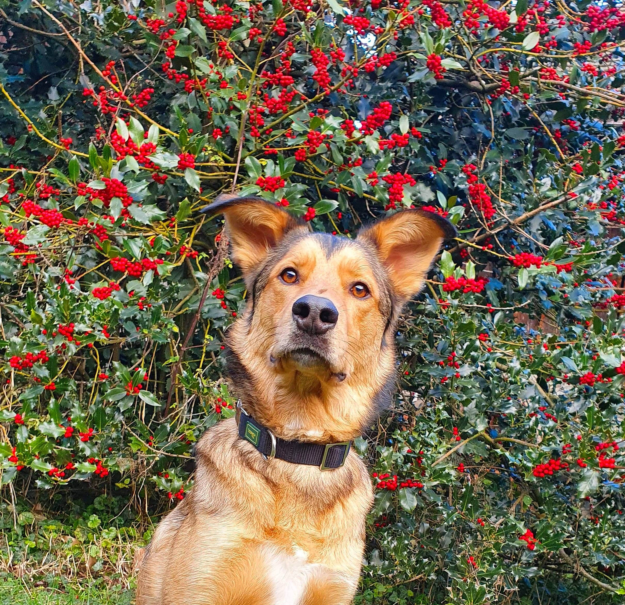 Gun participe au concours pour gagner de l'argent avec cette photo : biome, carnivore, collar, companion_dog, dog, dog_breed, dog_clothes, dog_collar, dog_supply, fawn, firefighter, flower, fur, grass, people_in_nature, plant, snout, sporting_group, tree, working_animal
