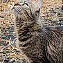 cat, tabby_cat, animal, feline, outdoor, nature, fur, green_eyes, whiskers, looking_up, close_up, brown, striped, wildlife, pet, mammal, curious, daylight, leaves, ground