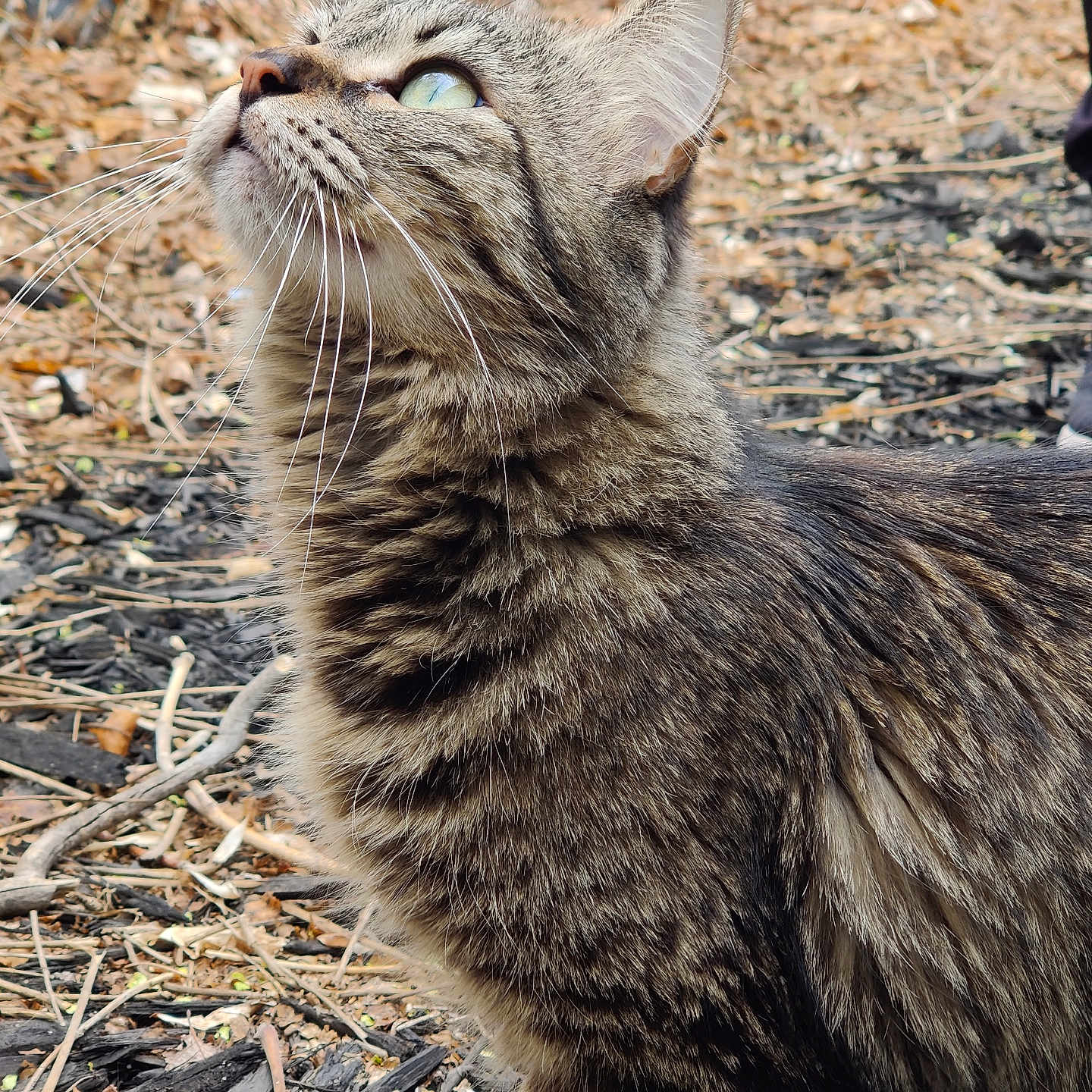 Bubby joined the competition — help win amazing prizes! animal, brown, cat, close_up, curious, daylight, feline, fur, green_eyes, ground, leaves, looking_up, mammal, nature, outdoor, pet, striped, tabby_cat, whiskers, wildlife